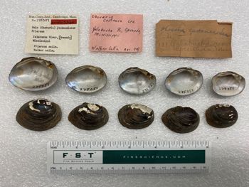 Media type: image; Malacology 276051   Description: specimens and labels for Mala 276051;